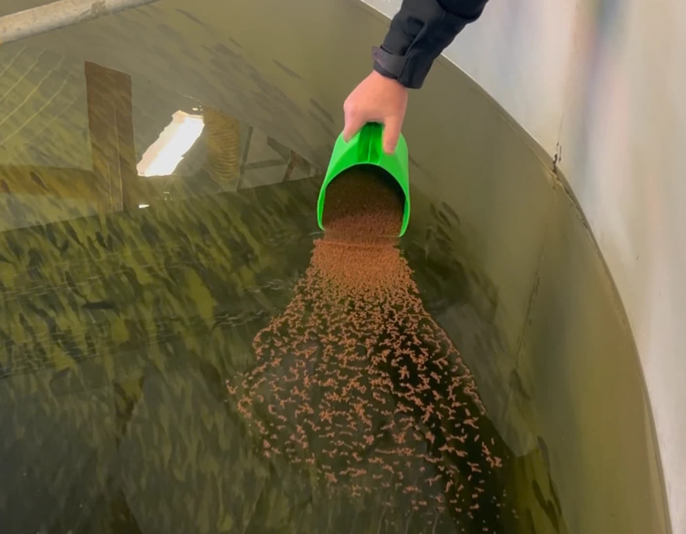 Skånsom fôring av smolt i karet